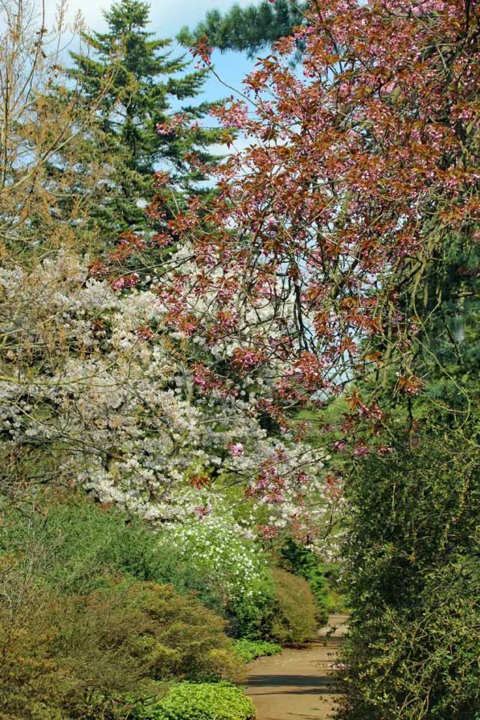 Blühender Weg Forstbotanischer Garten
