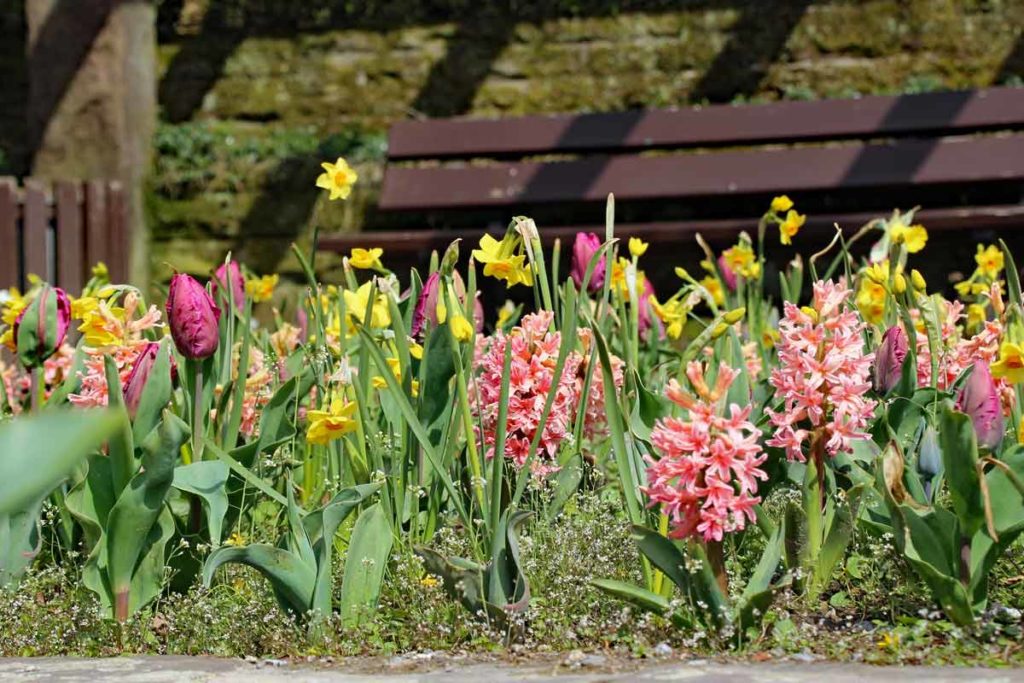 Frühblüher Soligen