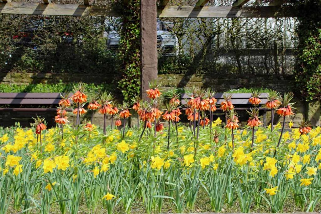 Frühblüher Solingen