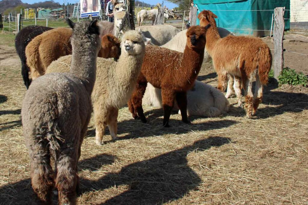 Alpakas