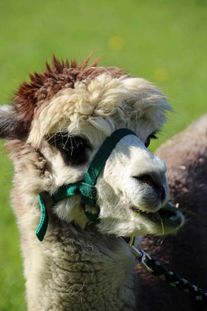 Alpaka Valentino