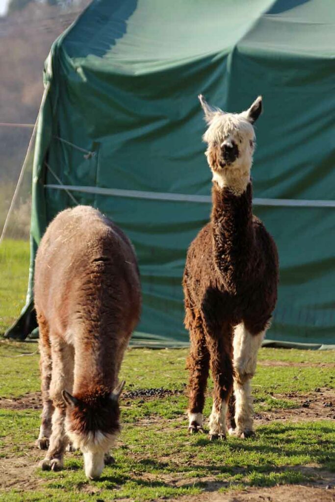 Alpakas