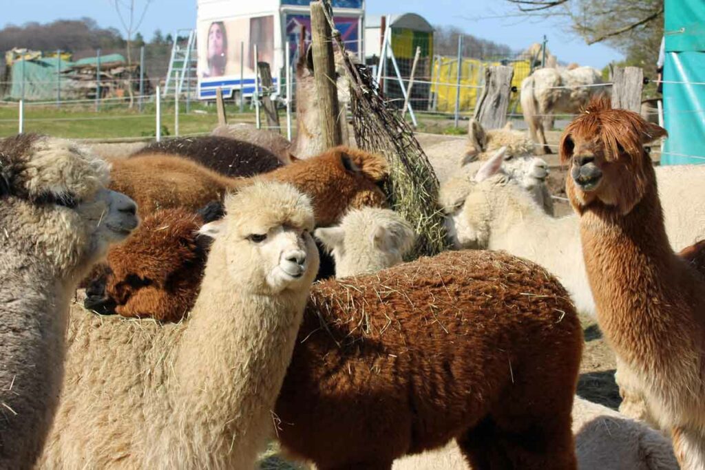 Alpakas