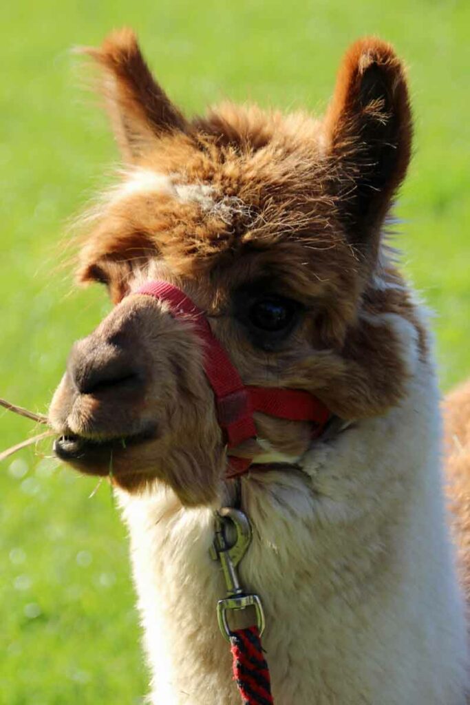 Alpaka Silvester