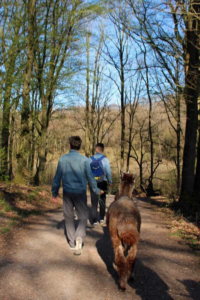 Spaziergang mit Lamas an der Wupper