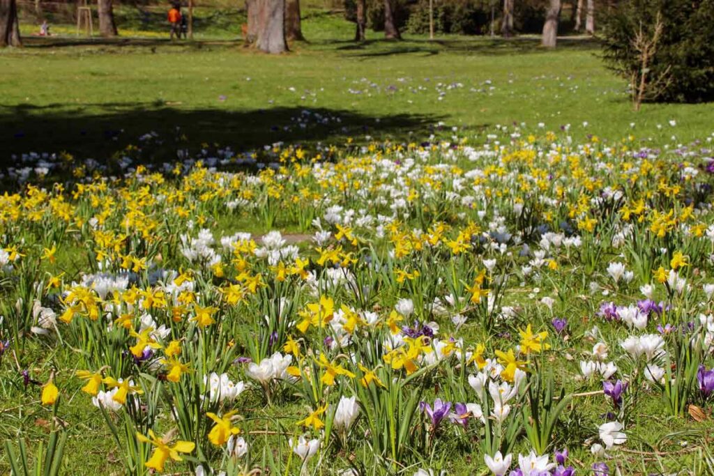 Blumenwiese Lichtenthaler Allee