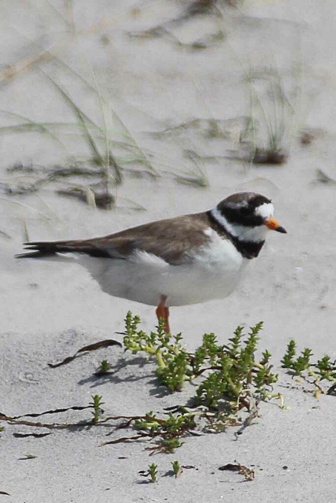 Seeschwalbe Weststrand