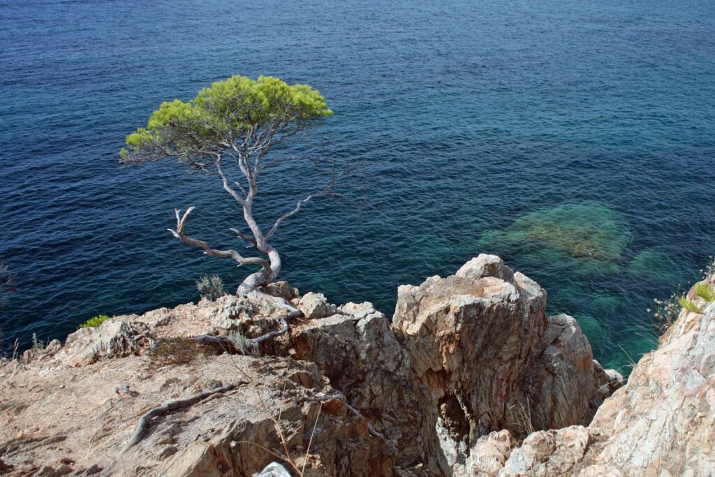 Pinie auf einem Felsenvorsprung