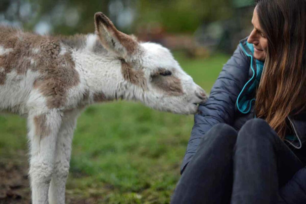 Esel Caijou Eselsmühle