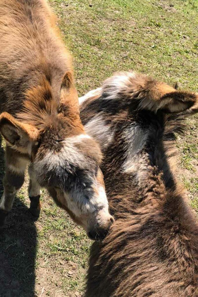 zwei Esel die sich ablecken