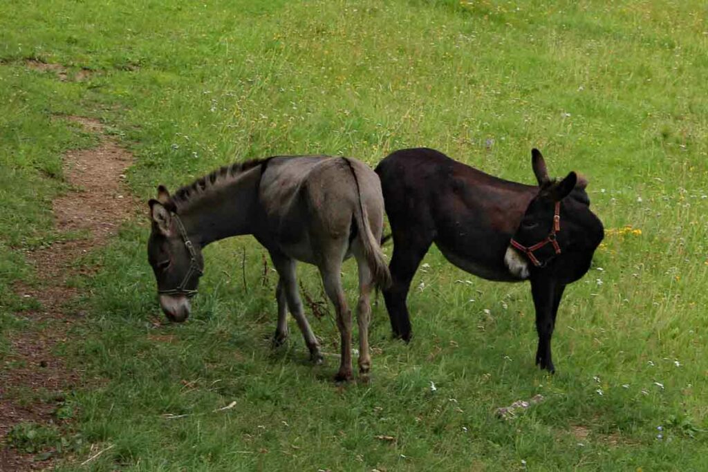 Esel auf der Wiese