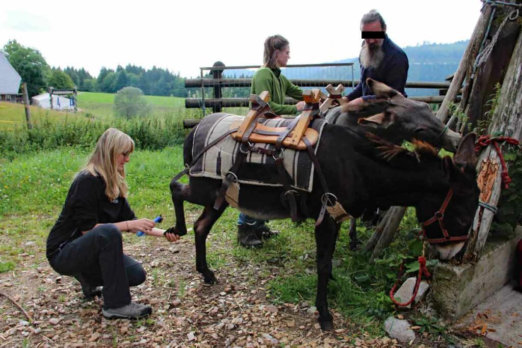 Eselwanderung Tierpflege