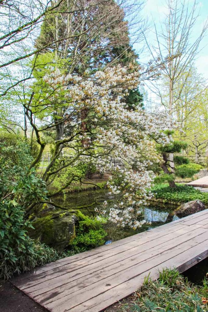 Brücke Japan Deutschland Bonn Jap. Garten