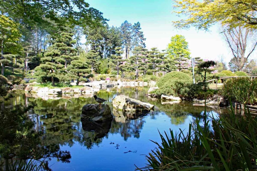 Teich Jap. Garten Nordpark Düsseldorf