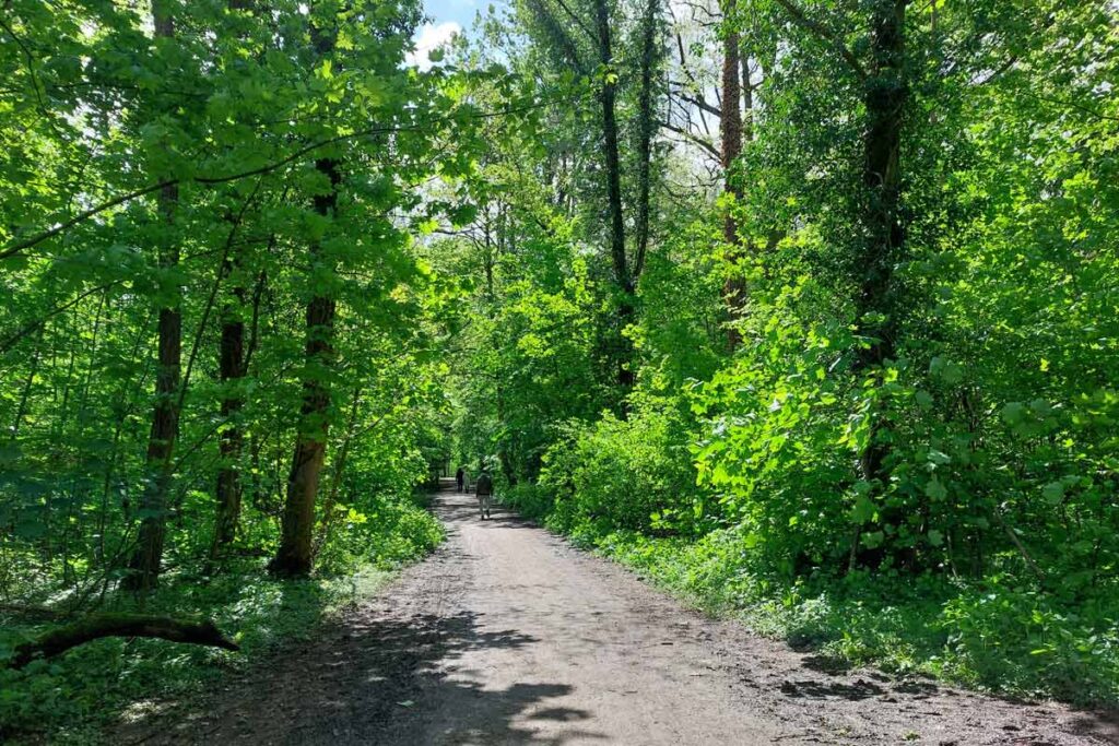 Wald in Opladen an der Wupper
