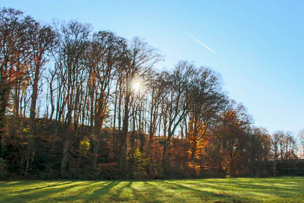 Wald in Opladen an der Wupper
