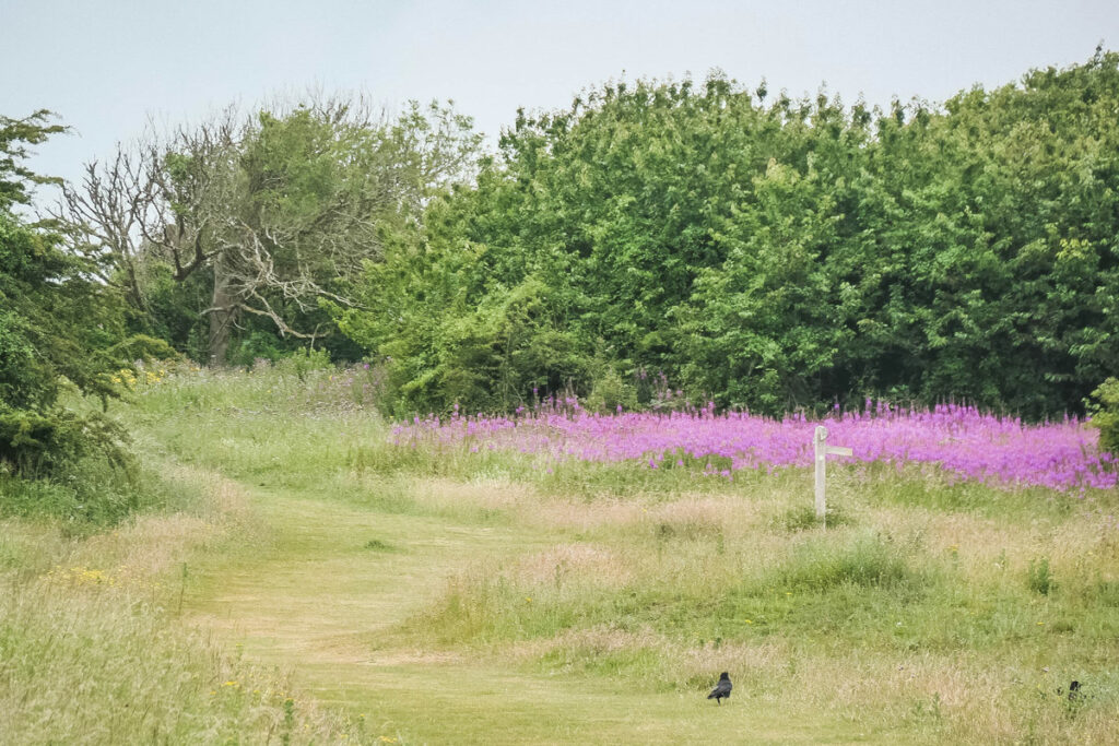 Weg nach BEachy Head