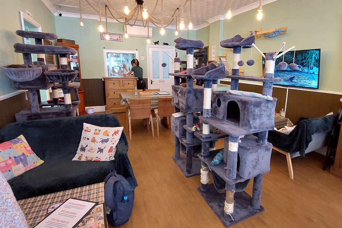 Katzencafe Eastbourne innen