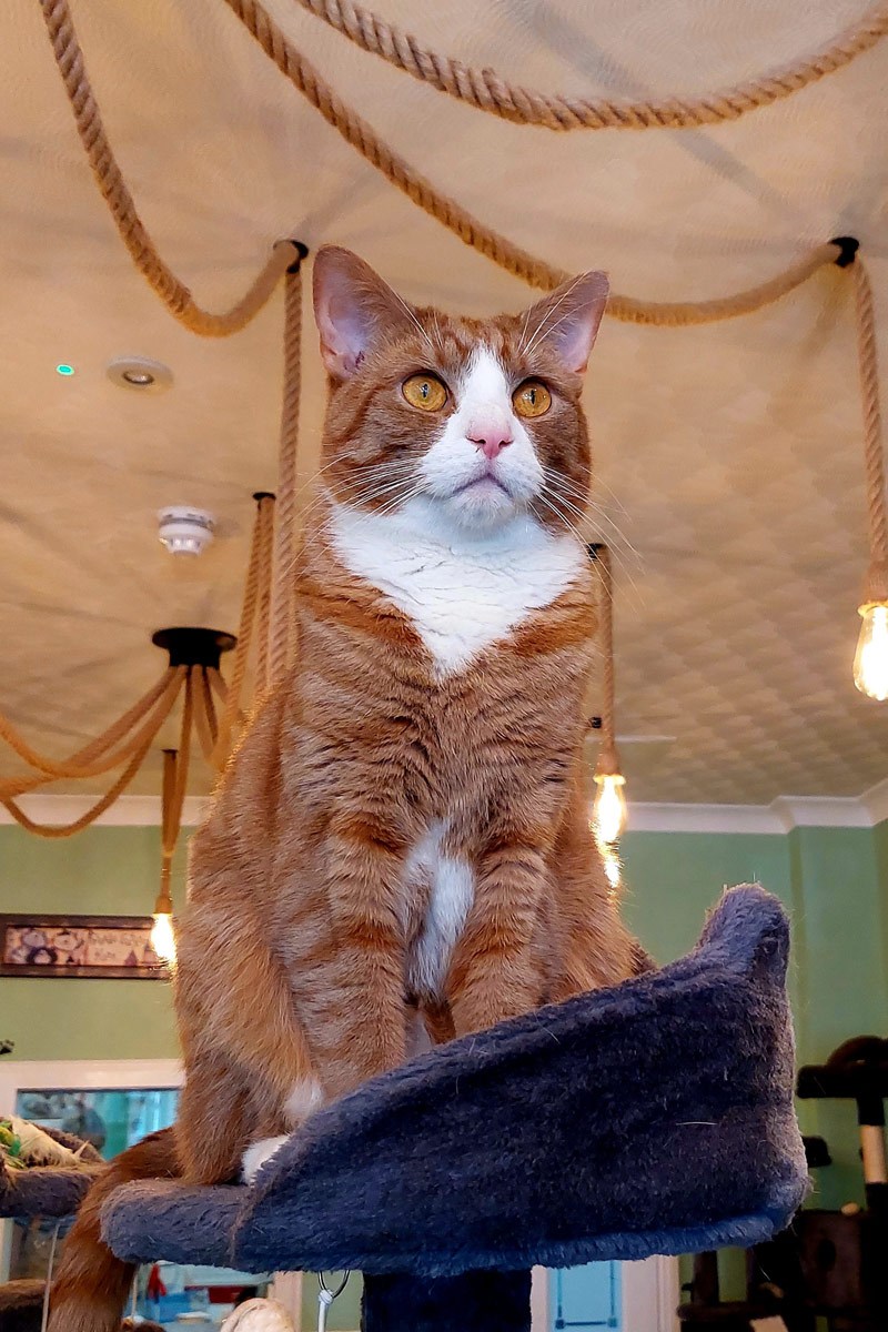 Katze im Katzencafe