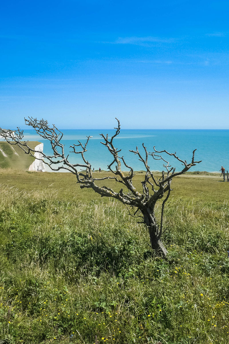 Kahler Baum auf den Felsen der Seven Sisters