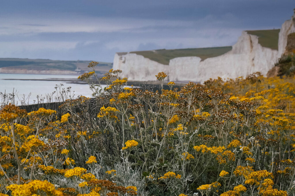 Blick von Birling Gap auf die seven sisters