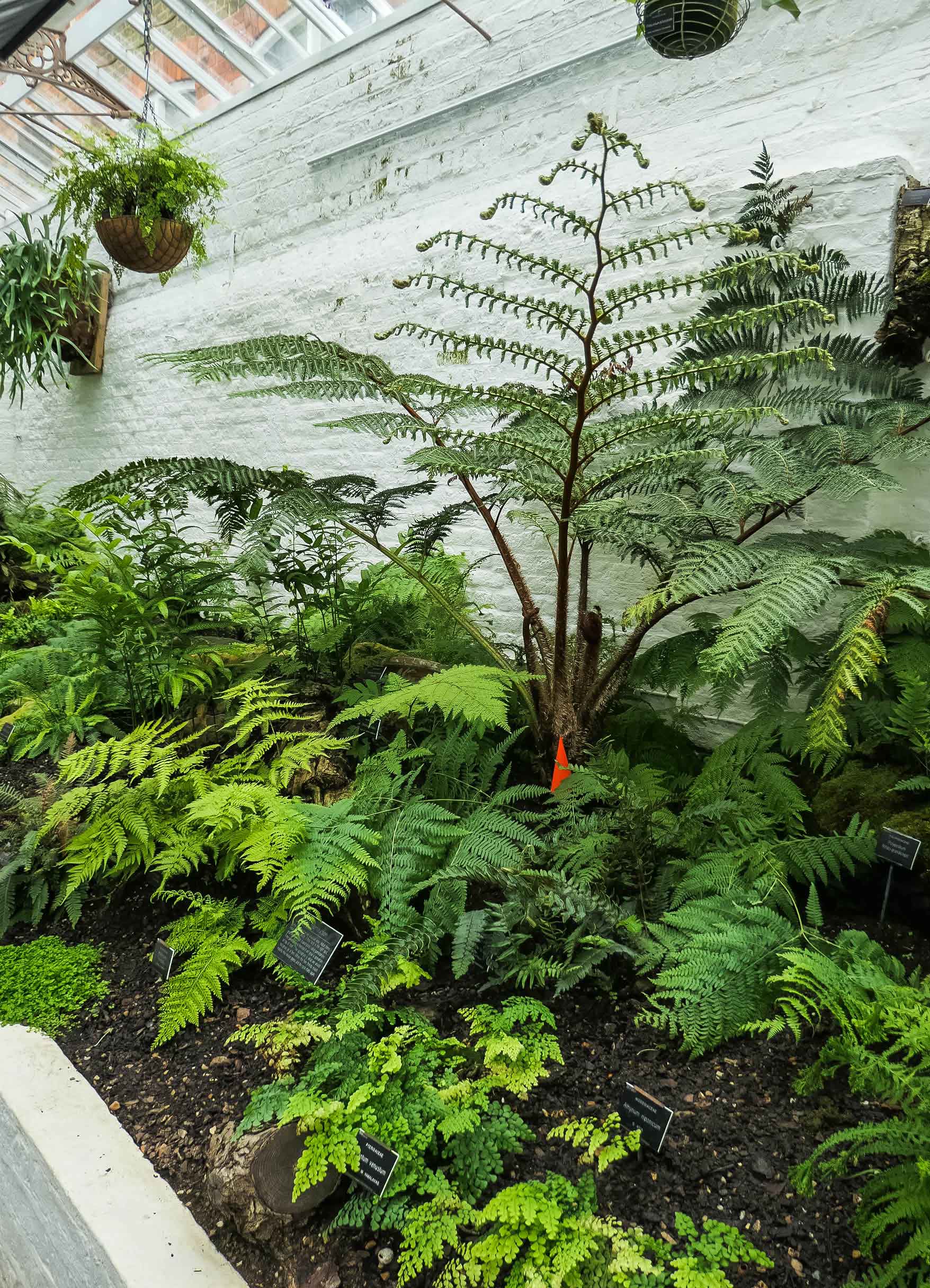 Farn im Gewäschshaus