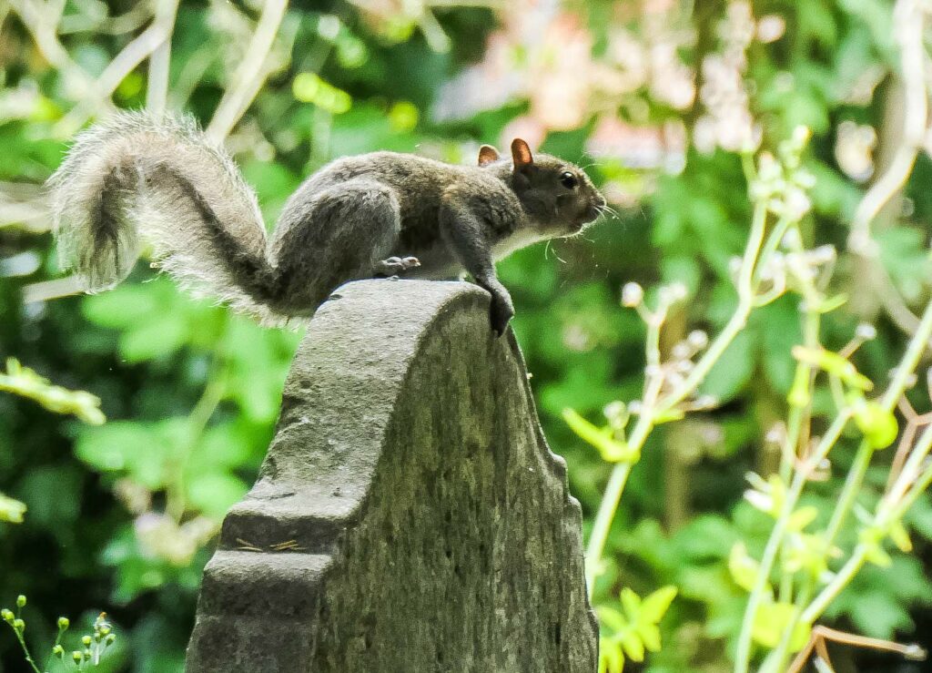 eichhörnchen auf Grabstein