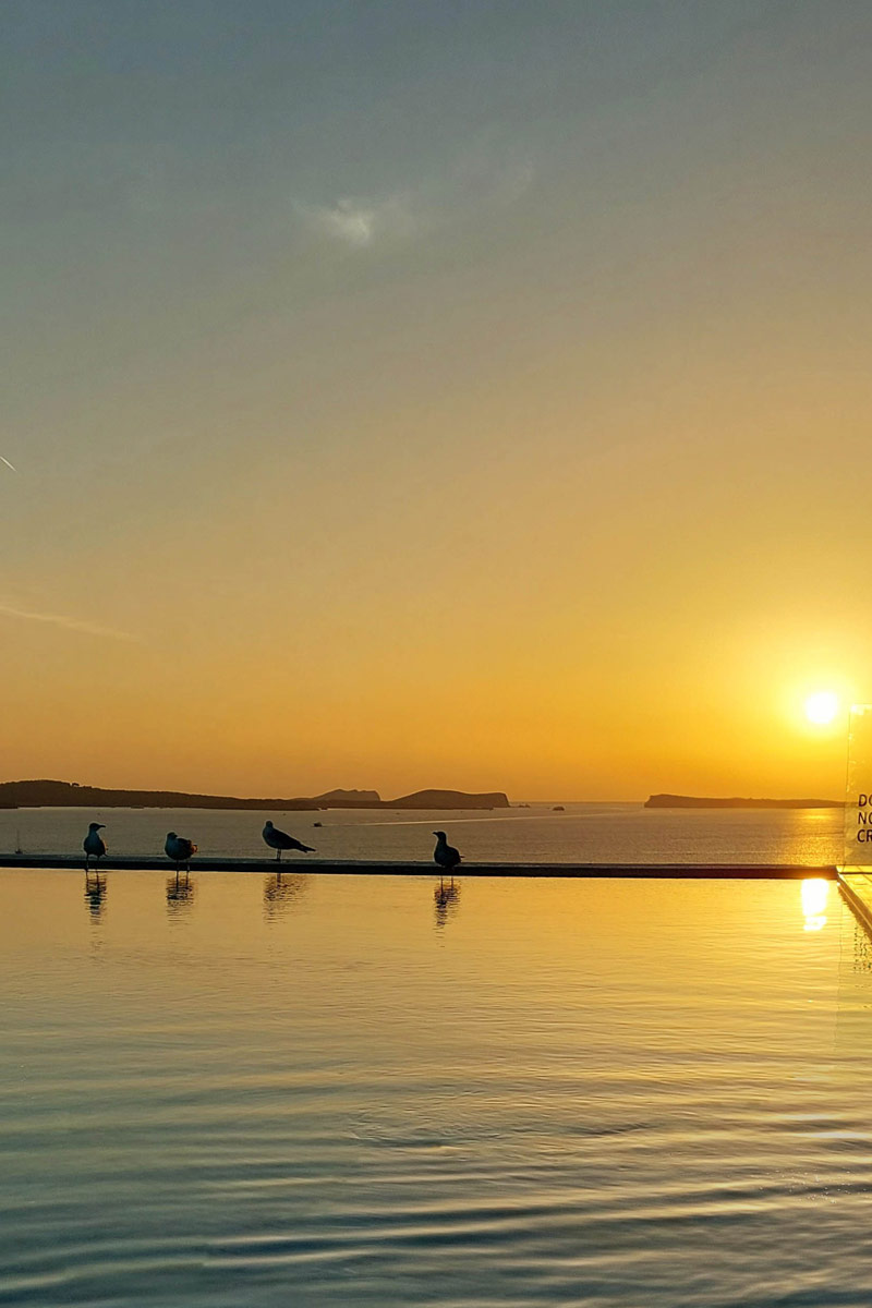 Möwen am Pool im sonnenuntergang