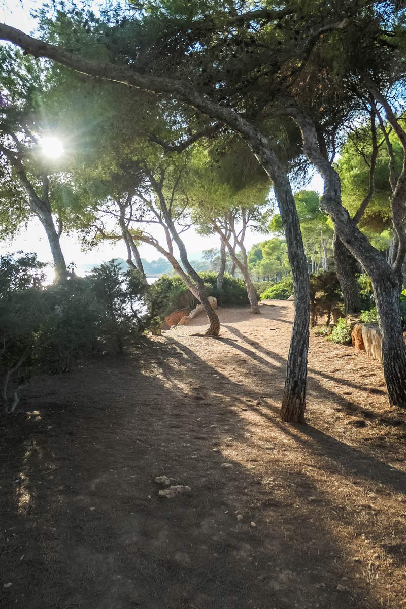 Küstenweg unter Strandkiefern