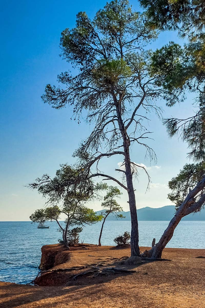 Strandkiefer vor dem Meer, Ibiza, Niu Blau