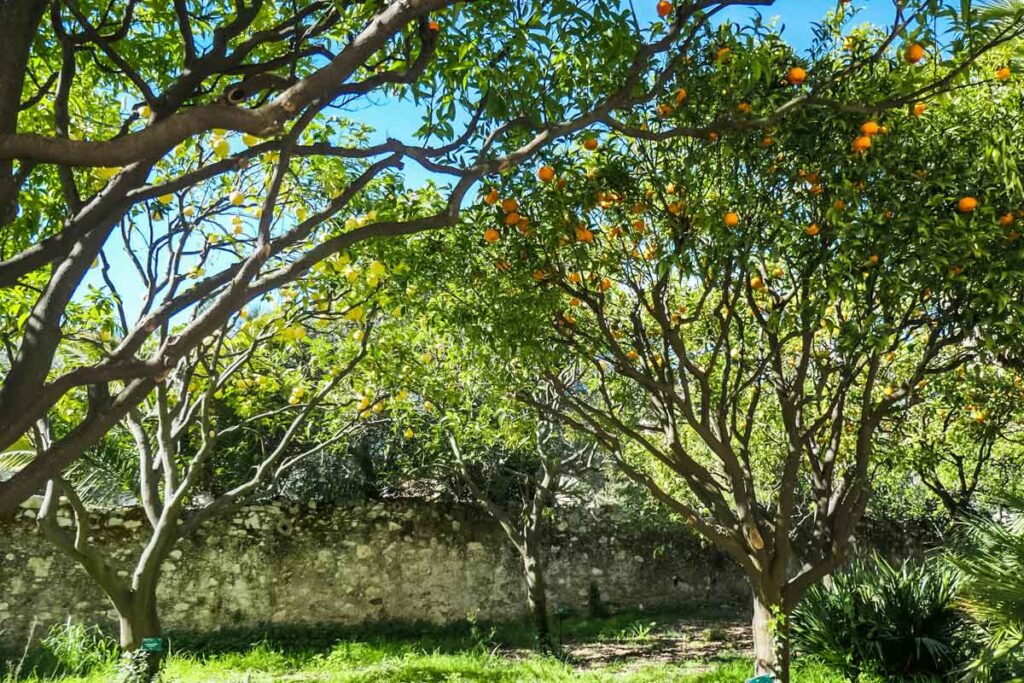 Zitronenhain in Menton