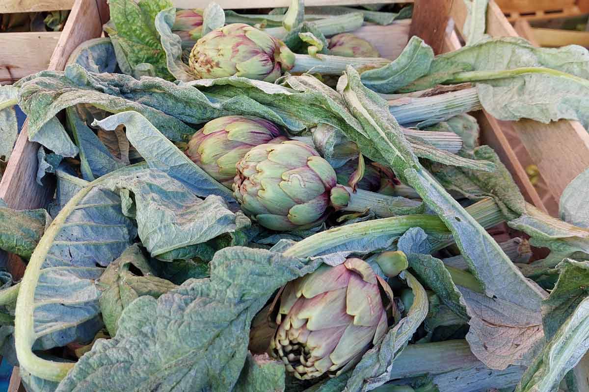 Artichoken