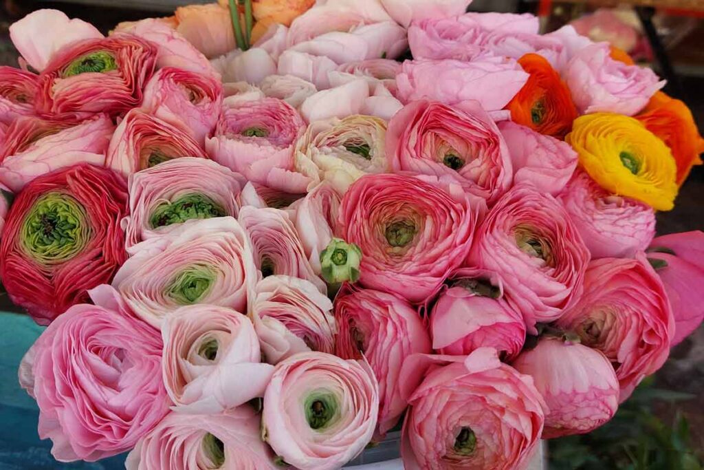 Blumen am Cours Saleya