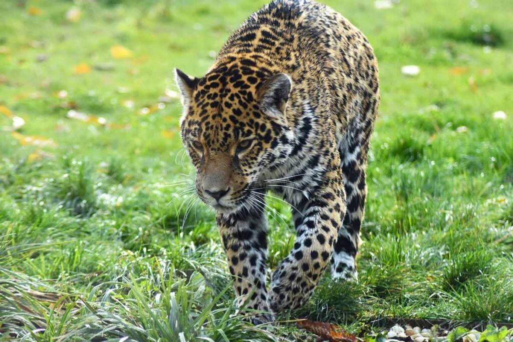 Jaguar
