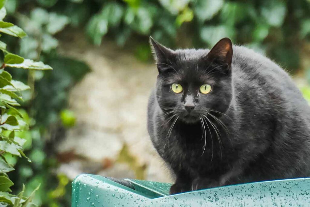 Katze im Klostergarten