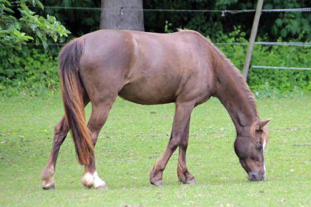 Erlebnisse mit Tieren: Pferd auf einer Wiese