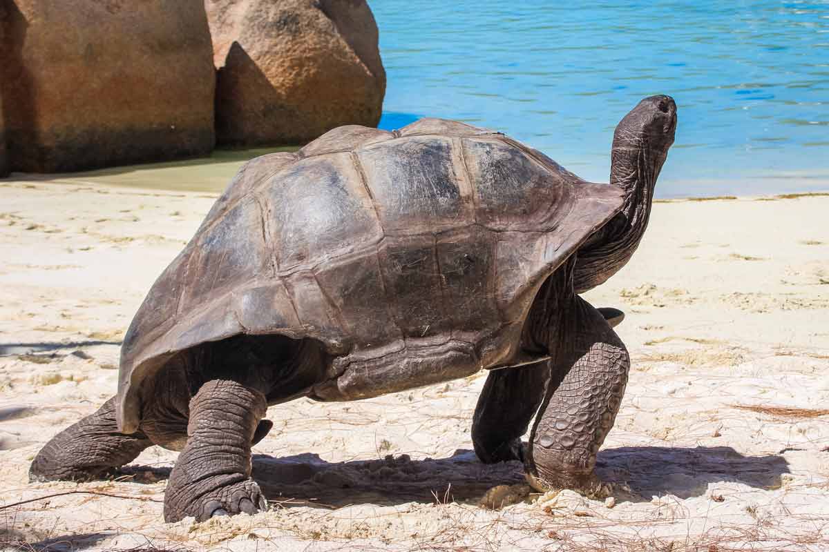 Schildkröte am meer