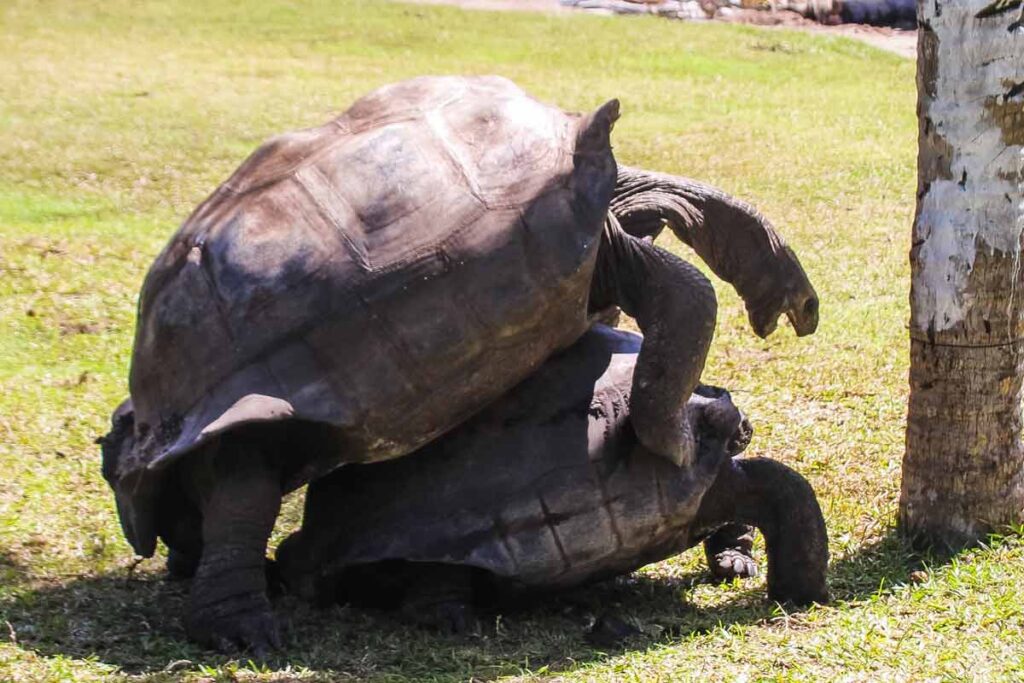 Schildkröten bei der Paarung