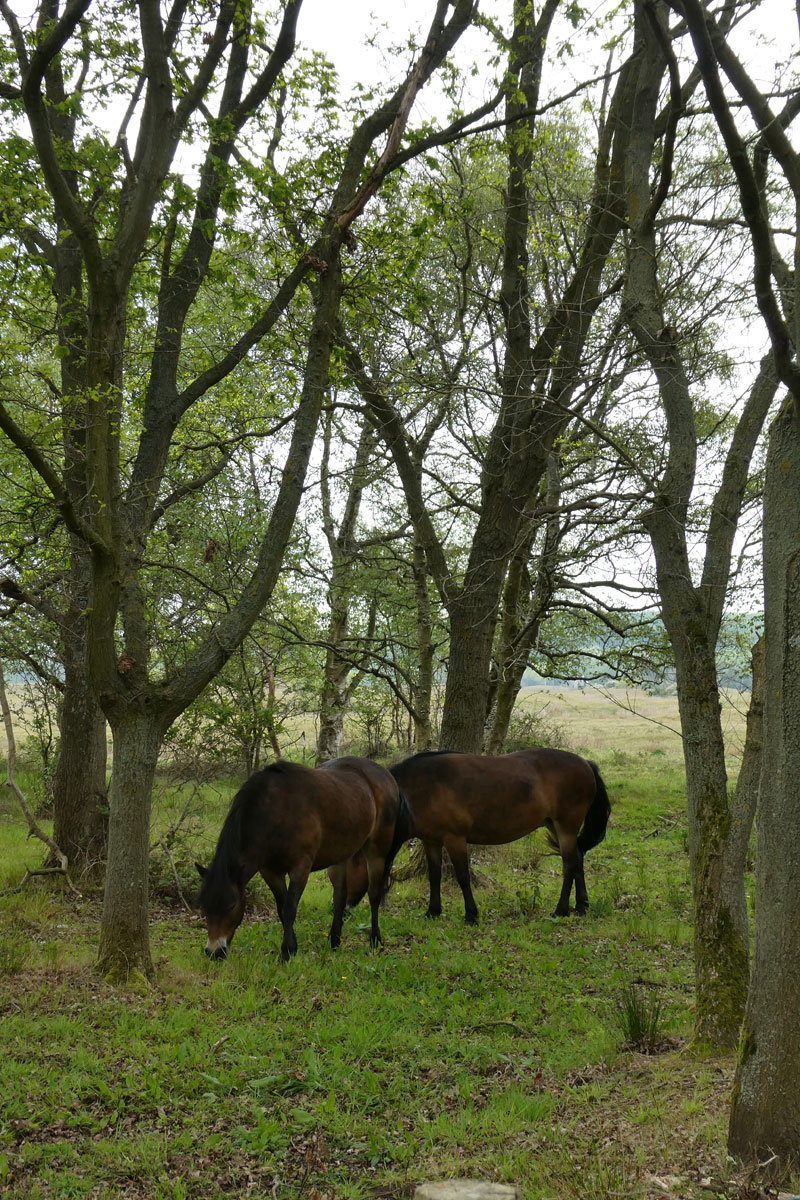 Pferde im wald