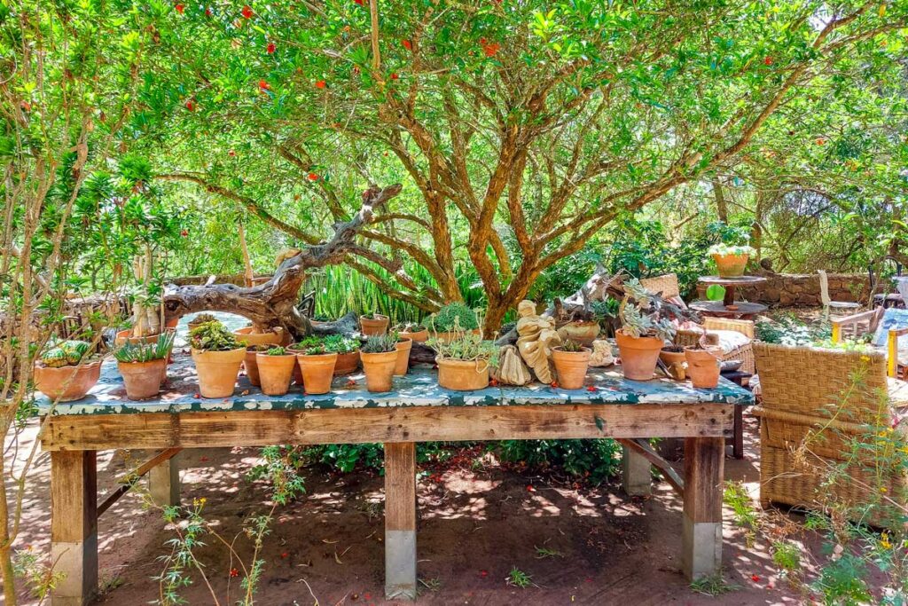 Tisch mit Topfpflanzen