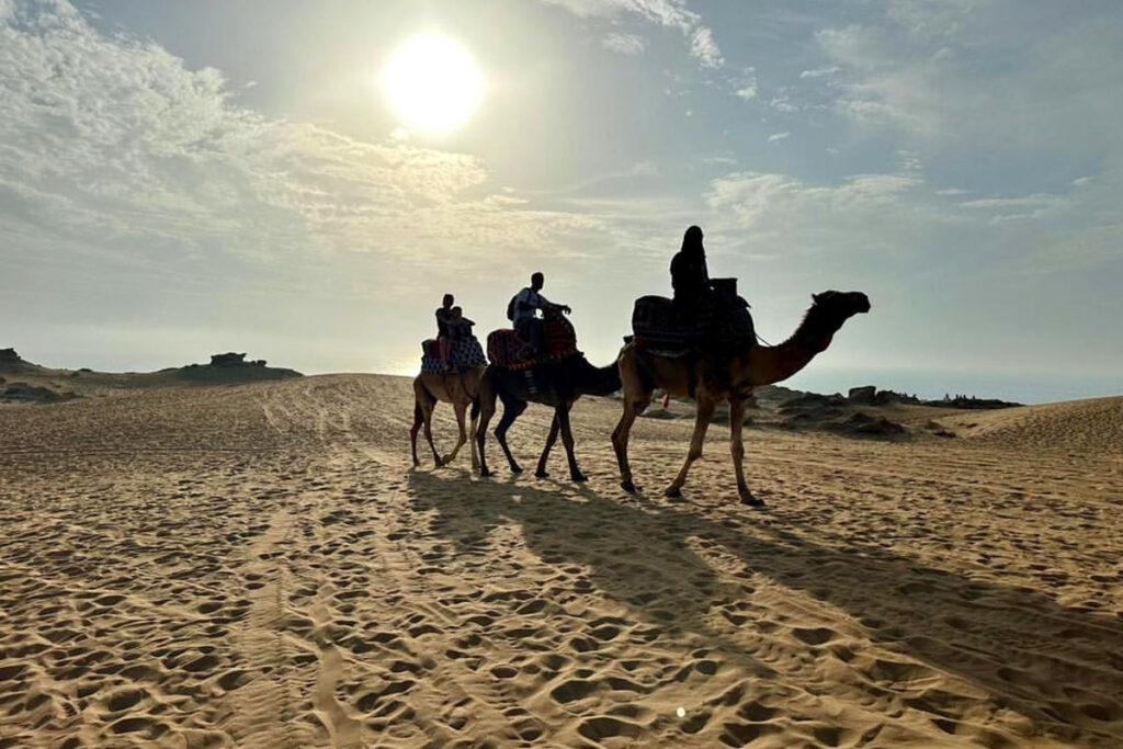Kamele im Sonnenuntergang