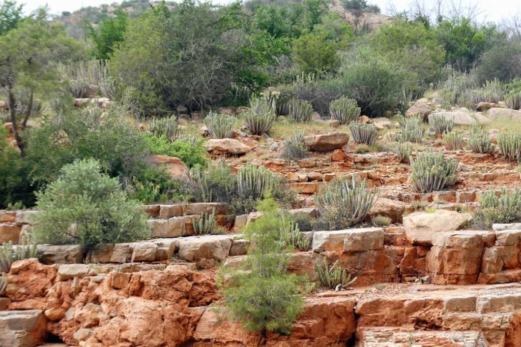 Pflanzen im Paradise Valley