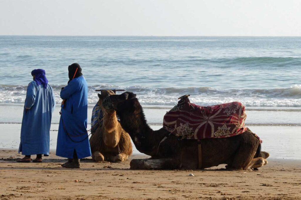 Dromedare und Berber am Strand
