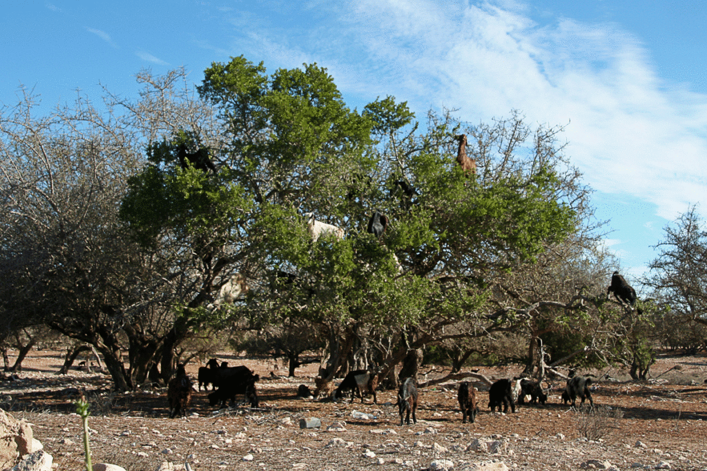 Ziegen in Arganbäumen